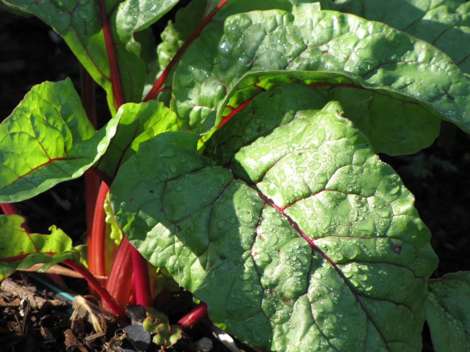 Planta de acelga con hojas verdes y penca roja