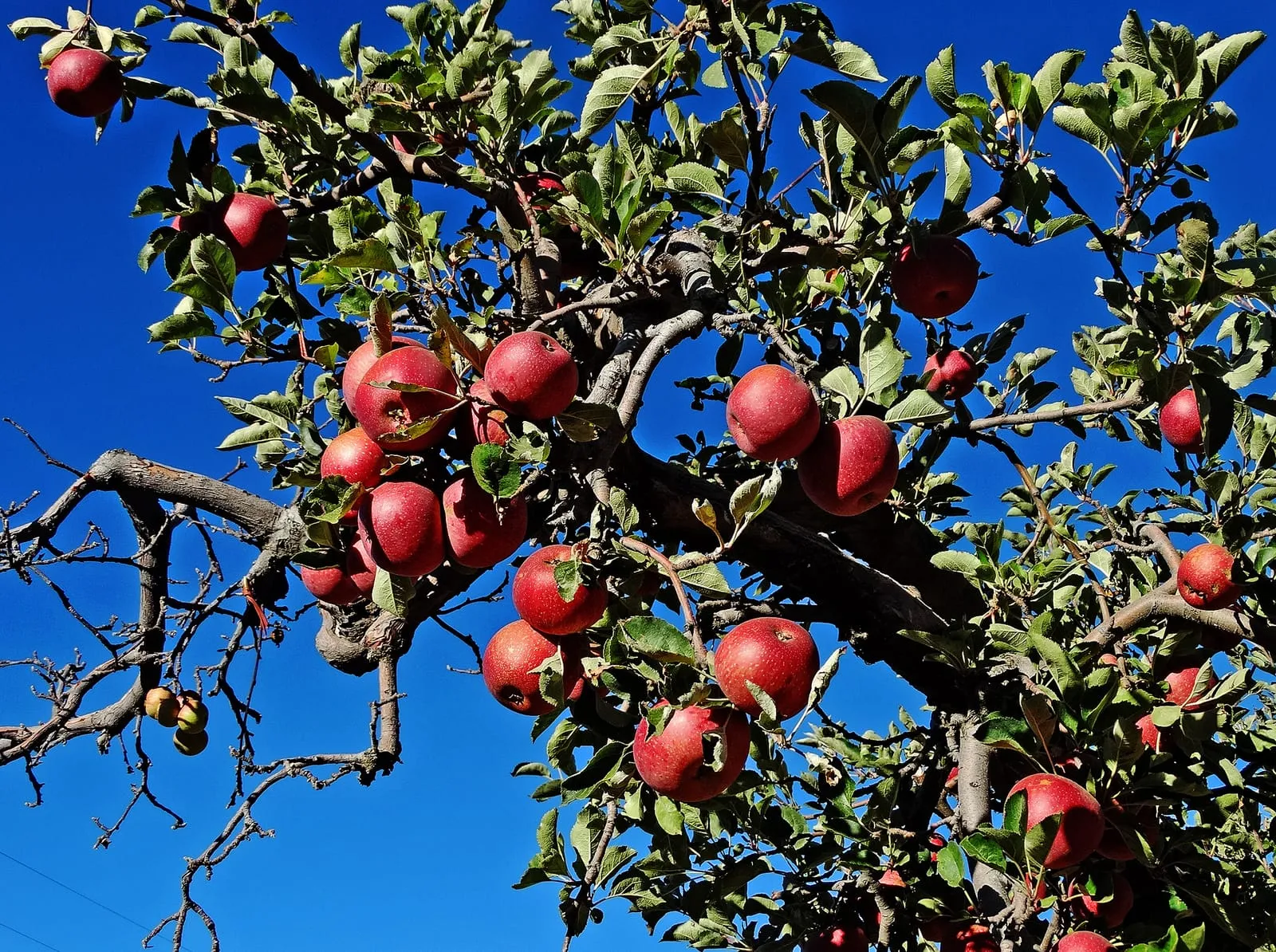 Manzanas rojas maduras en las ramas de un manzano