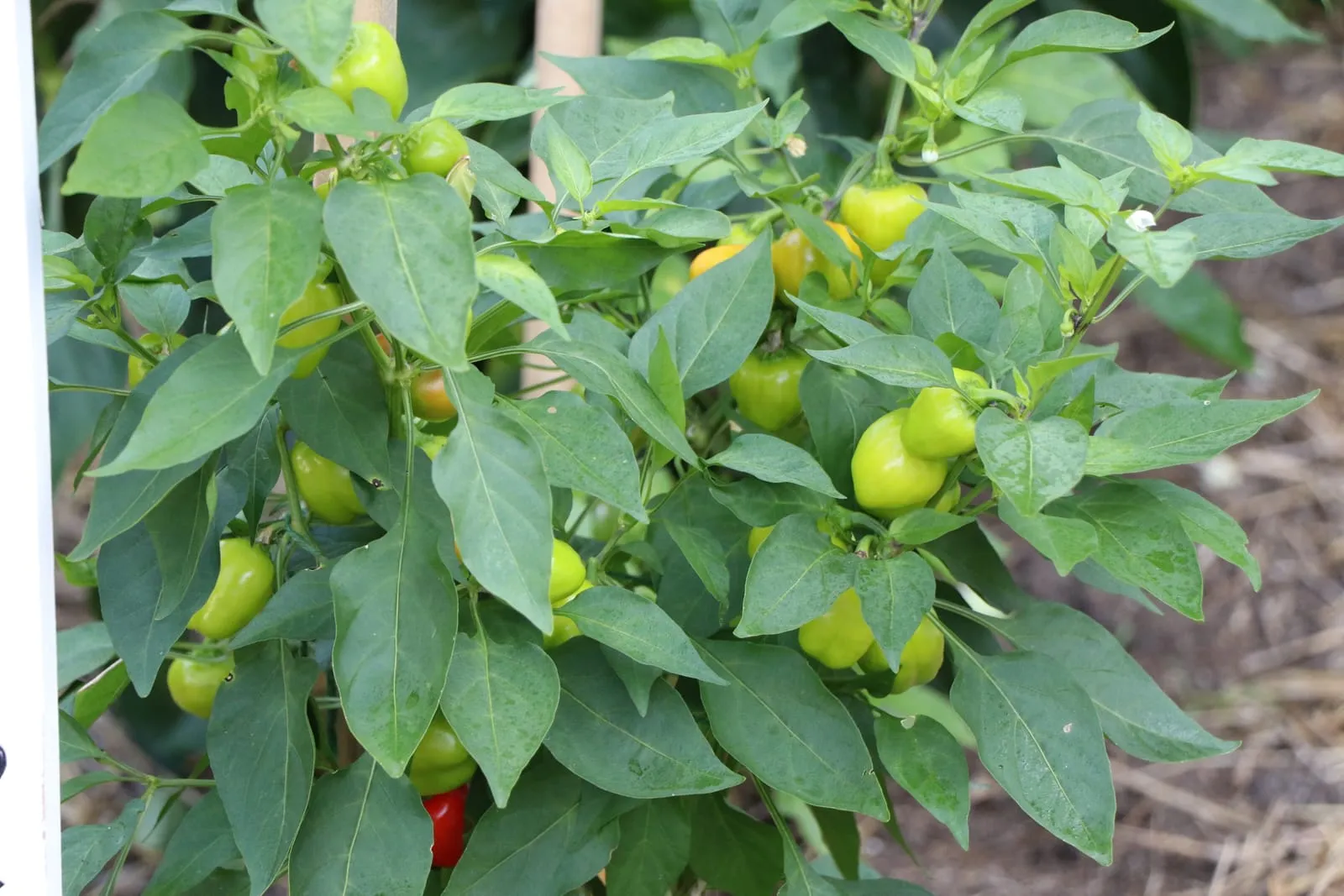 Pimientos verdes y amarillos creciendo en la planta