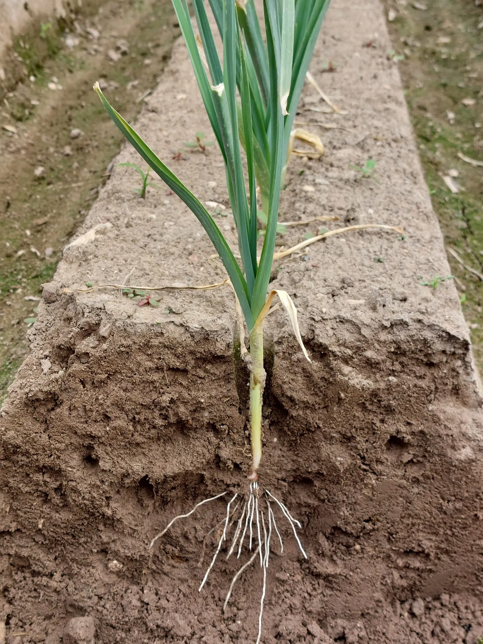 Plantón de puerro recién trasplantado en un caballón de tierra