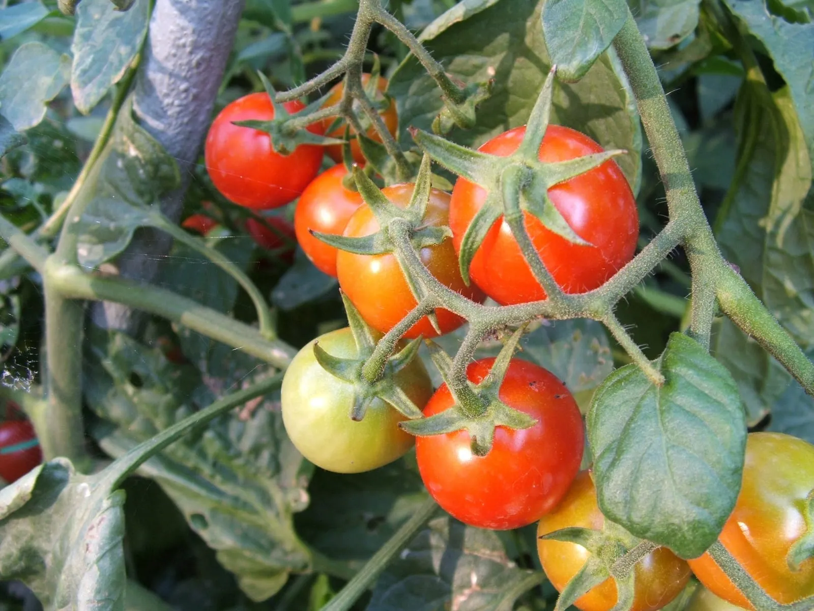 Tomates cherry maduros colgando de la mata