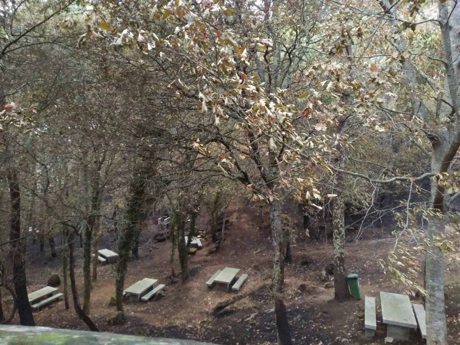 Zona recreativa de un monte vigués con las mesas de merendero rodeadas de arbolado y suelo ennegrecido tras el incendio de octubre de 2017