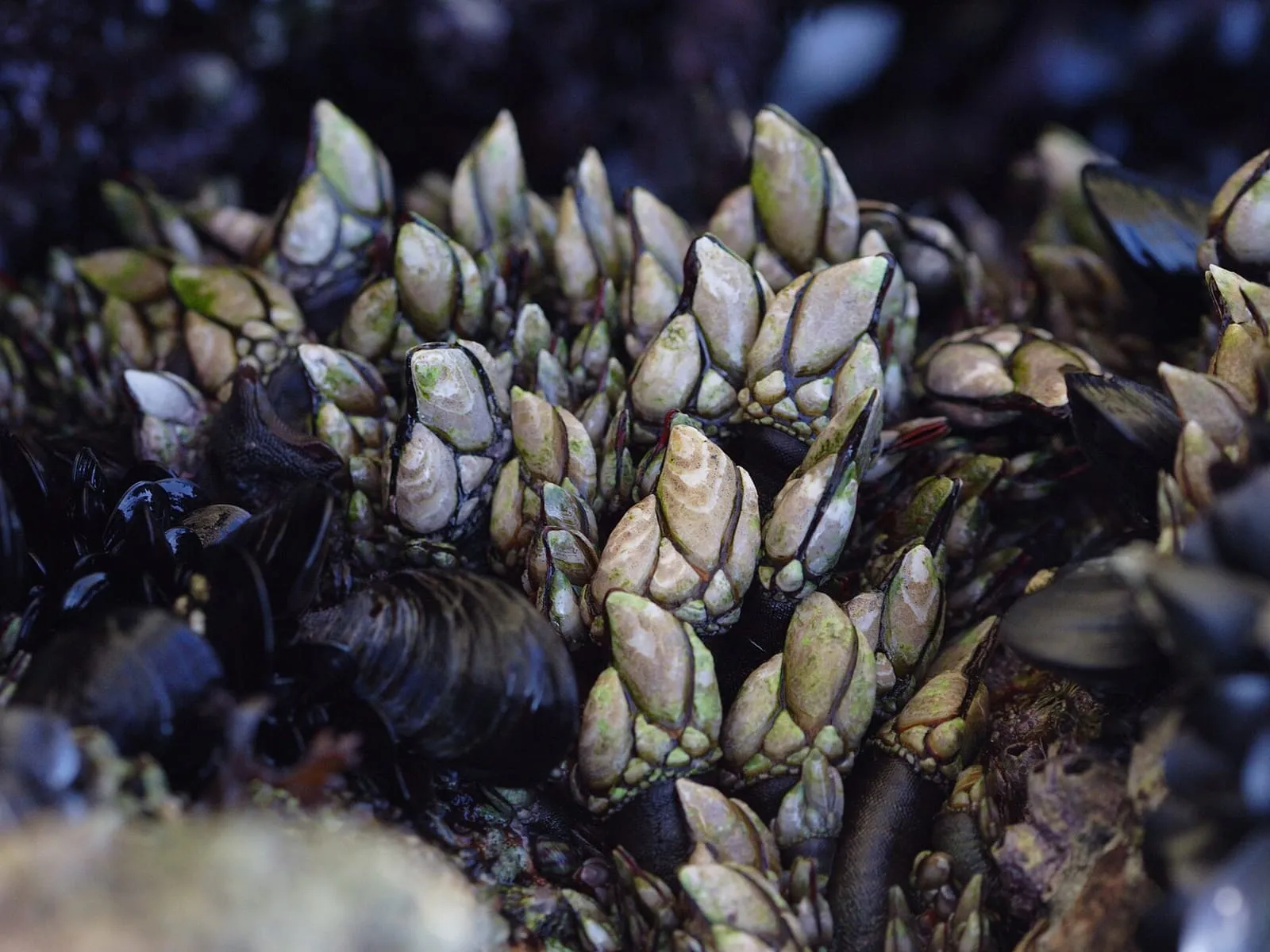 Racimo de percebes sobre la roca, entre mejillones