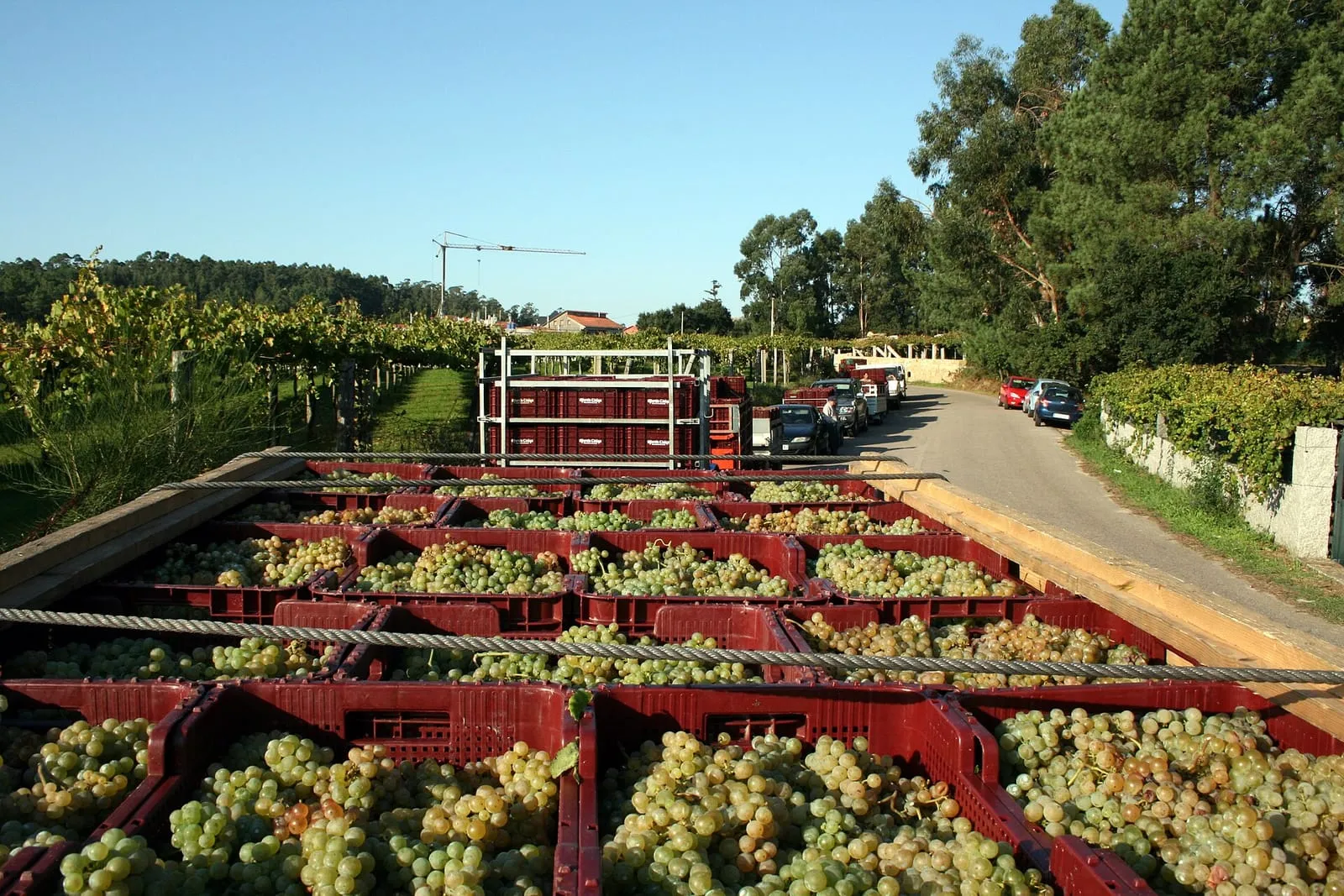 La vendimia más adelantada de la historia arranca en las Rías Baixas