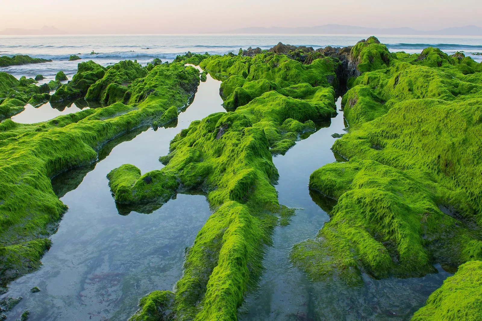 Lajas de roca cubiertas de algas verdes en la playa de Patos con marea baja
