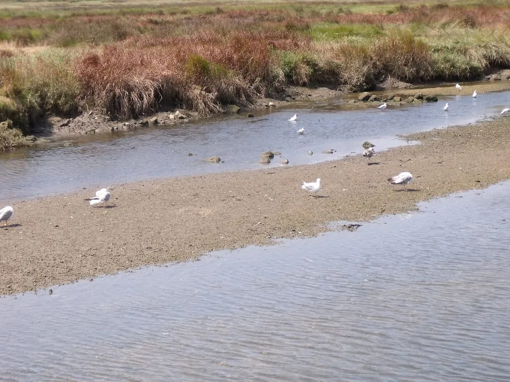 Aves acuáticas en la marisma del río Lagares